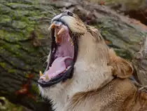 Eine g�hnender Transvaal-L�we Ende Februar 2011 im Zoom Gelsenkirchen.