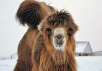 Neugieriges Kamel. offensichtlich froh �ber jede Abwechslung. Auf einer Weide, mit seinem Kumpel, in Euskirchen-Kirchheim entdeckt - 07.01.2010