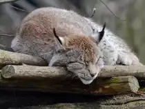 Ein m�der Europ�ischer Luchs im Zoom Gelsenkirchen. (Februar 2011)