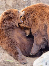 Leichter Verbiss bei den Kamschatka-Bren. (Zoom Gelsenkirchen, Februar 2011)