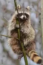 Ein Waschb�r in luftigen H�hen. (Zoom Gelsenkirchen, Februar 2011)