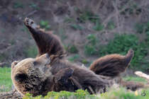 Abendliche Gymnastikbungen fr die Kodiakbrin. (Zoom Gelsenkirchen, Mrz 2012)