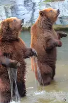 Zwei Kamschatka-B�ren Ende Februar 2011 im Zoom Gelsenkirchen.