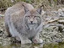 Ein Europ�ischer Luchs Ende Februar 2011 im Zoom Gelsenkirchen.