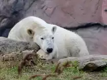 Ein tr�ger Eisb�r Ende Februar 2011 im Zoom Gelsenkirchen.