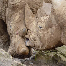 Leichte Unstimmigkeiten bei den Breitmaulnashrnern. (Zoom Gelsenkirchen, Februar 2011)