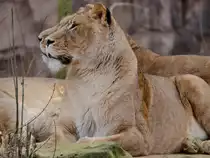 Transvaal-L�wen Ende Februar 2011 im Zoom Gelsenkirchen.