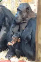 Westafrikanischen Schimpansen Ende Februar 2011 im Zoom Gelsenkirchen.