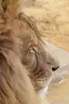 Seitenportrait eines Transvaal-L�wen Ende Februar 2011 im Zoom Gelsenkirchen.