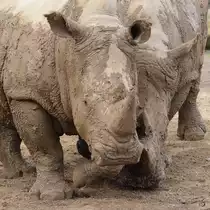 Leichte Unstimmigkeiten bei den Breitmaulnash�rnern. (Zoom Gelsenkirchen, Februar 2011)