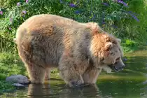 Dieser Kodiakb�r vergn�gt sich im Wasser. (Zoom Gelsenkirchen, Juli 2012)