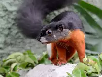 Ein Sumatra-Prevosth�rnchen Ende Februar 2011 im Zoom Gelsenkirchen.