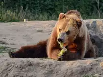 Ein Kamschatka-B�r Anfang Mai 2011 im Zoom Gelsenkirchen.