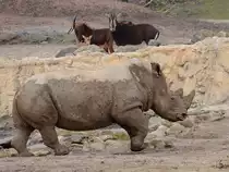 Ein Breitmaulnashorn Ende Februar 2011 im Zoom Gelsenkirchen.
