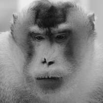 Ein Sdlicher Schweinsaffe Ende Februar 2011 im Zoom Gelsenkirchen.