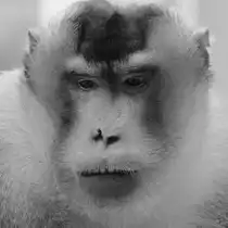 Ein S�dlicher Schweinsaffe Ende Februar 2011 im Zoom Gelsenkirchen.