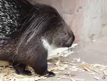 Ein Wei�schwanz-Stachelschwein Ende Februar 2011 im Zoom Gelsenkirchen.