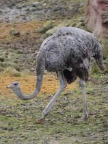 Ein Nordafrikanischer Strauss Ende Februar 2011 im Zoom Gelsenkirchen.
