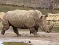 Ein Breitmaulnashorn Ende Februar 2011 im Zoom Gelsenkirchen.