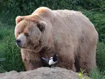 Kodiakb�r auf Patrouille. (Zoom Gelsenkirchen, Mai 2011)