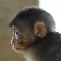 Ein S�dlicher Schweinsaffe Ende Februar 2011 im Zoom Gelsenkirchen.
