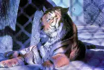 Tiger im Tierpark M�nchen-Hellabrunn, 1962, Scan vom Dia (Umschichtung von Landschaftsfoto)