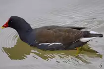 Ein Bl�sshuhn Ende Februar 2011 im Zoom Gelsenkirchen.