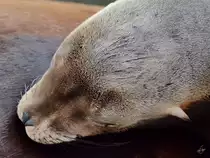 Ein Seel�we Ende Februar 2011 im Zoom Gelsenkirchen.