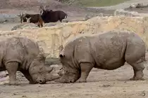 Kr�ftemessen bei den Breitmaulnash�rnern Ende Februar 2011 im Zoom Gelsenkirchen.