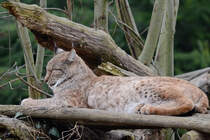 Ein Europischer Luchs Ende Februar 2011 im Zoom Gelsenkirchen.