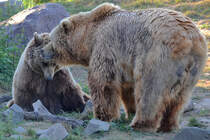 Kodiakbren im Revier. (Zoom Gelsenkirchen, Mai 2011)