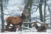 Hirsche Ende Februar 2013 im Zoo Dortmund.