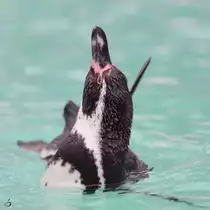 Ein Humboldt-Pinguin im Zoo Dortmund. (Februar 2013)