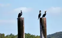 Komorane am Rhein bei Bad Breisig auf ihren  Kackpf�hlen !! 26.09.2009