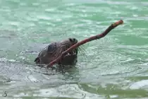 Ein Seel�we im Zoo Dortmund. (Januar 2013)