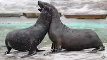 Seel�wen im Zoo Dortmund. (Februar 2013)