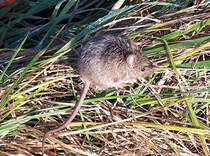 Spitzmaus am Bahndamm in Rheinbach - 12.11.2004 (Umschichtung von Landschaftsfoto - keine passende Kat. in Nagetiere gefunden!!)