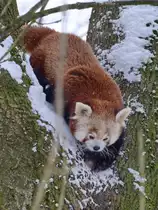 Ein Roter Panda im Schnee. (Zoo Dortmund, Februar 2013)