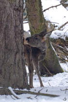 Ein Reh im Zoo Dortmund. (Februar 2013)