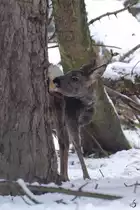 Ein Reh im Zoo Dortmund. (Februar 2013)