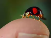 Ein schwarzer Zweipunkt-Marienk�fer auf meinem Finger.