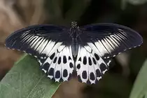 Papilionidae, Papilio polymnestor, 22.03-2008, Hunawihr,
Frankreich