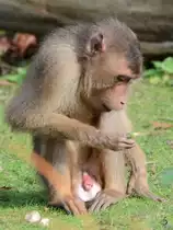 Ein S�dlicher Schweinsaffe Ende Oktober 2013 im Zoom Gelsenkirchen.