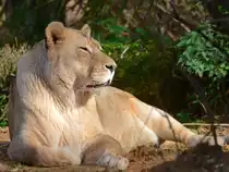 Eine entspannte L�win Ende Oktober 2013 im Zoom Gelsenkirchen.