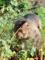 Ein S�dlicher Schweinsaffe Ende Oktober 2013 im Zoom Gelsenkirchen.