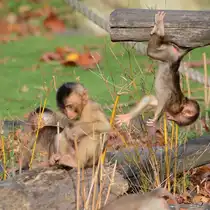 S�dliche Schweinsaffen Ende Oktober 2013 im Zoom Gelsenkirchen.