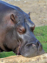 Ein Flusspferd Ende Oktober 2013 im Zoom Gelsenkirchen.
