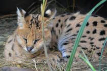Ein Serval Ende Oktober 2013 im Zoom Gelsenkirchen.