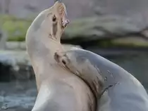 Seel�wen Ende Ende Oktober 2013 im Zoom Gelsenkirchen.