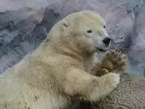 Ein Eisb�r Ende Oktober 2013 im Zoom Gelsenkirchen.
